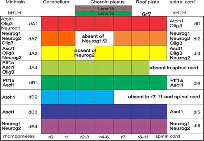 Neurosensory development of the four brainstem-projecting sensory systems and their integration in the telencephalon